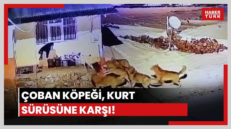 Çoban köpeği, kurt sürüsüne karşı!