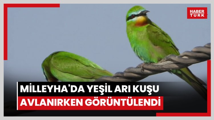 Milleyha'da yeşil arı kuşu avlanırken görüntülendi