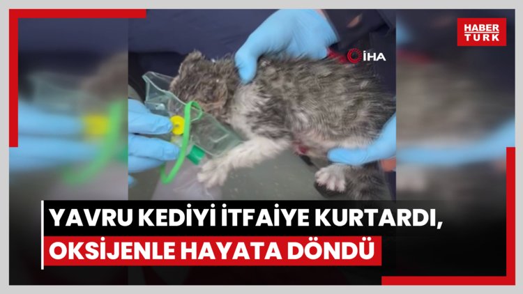 Alevlerin arasında kalan yavru kediyi itfaiye kurtardı, oksijenle hayata döndü