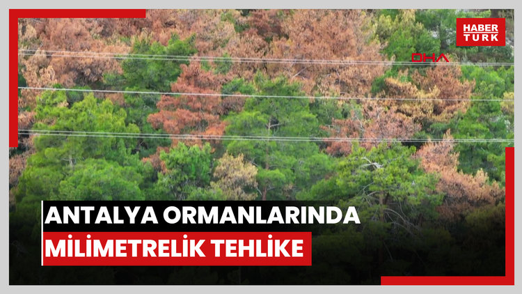 Antalya ormanlarında milimetrelik tehlike; ağacı 15 günde kurutuyorlar