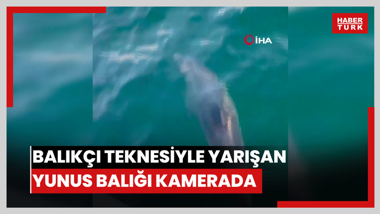 Balıkçı teknesiyle yarışan yunus balığı kamerada