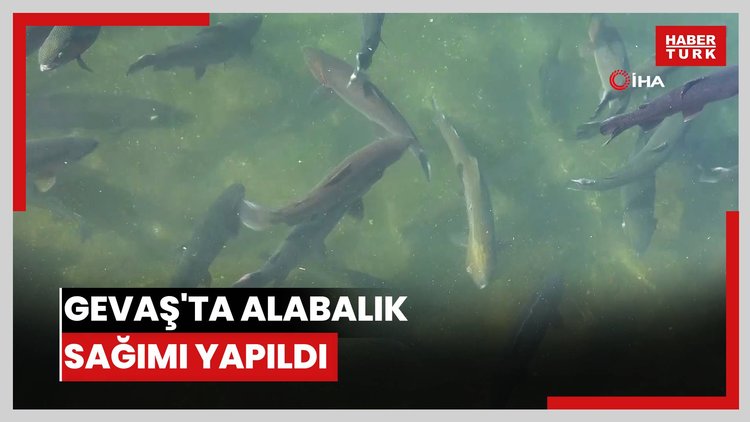 Gevaş'ta alabalık sağımı yapıldı