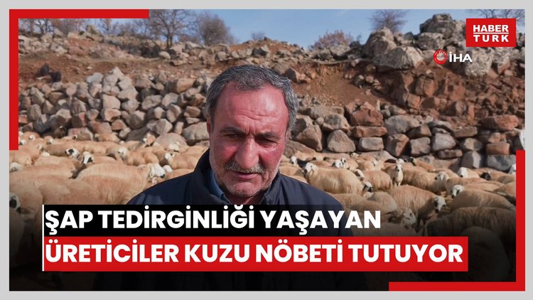 Şap tedirginliği yaşayan üreticiler 24 saat kuzu nöbeti tutuyor