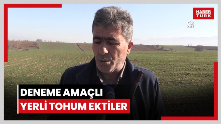 Tokatlı çiftçiler, 85 dekarlık alanda deneme amaçlı yerli tohum ekti
