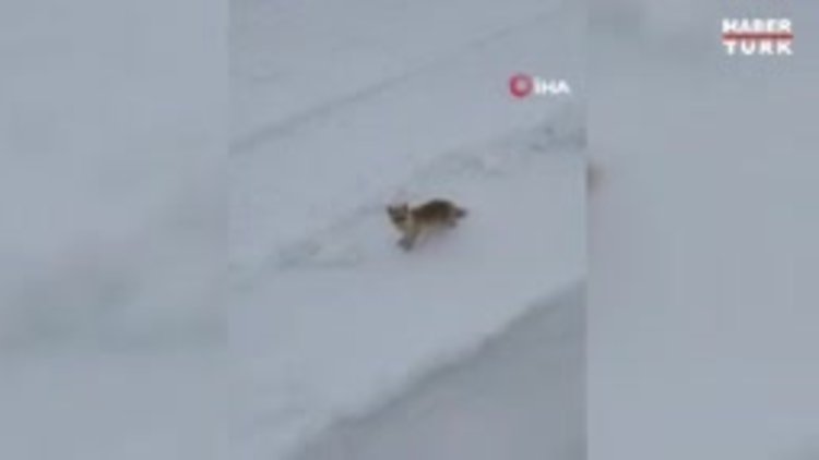 Tilkiyi meşhur Antep baklavasıyla besledi