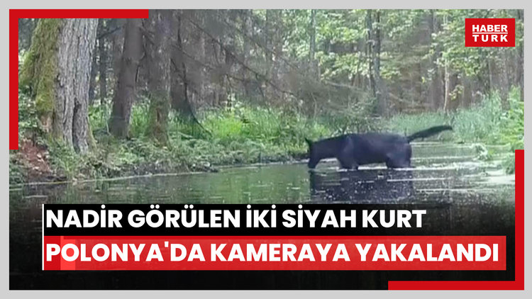 Nadir görülen iki siyah kurt Polonya'da kameraya yakalandı