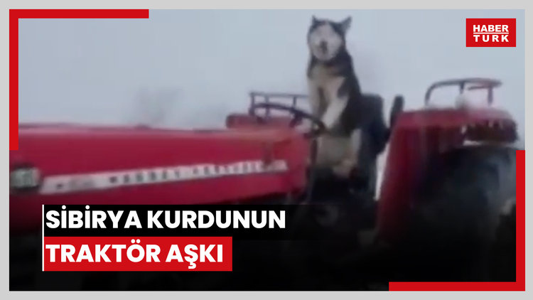 Sibirya kurdunun traktör aşkı