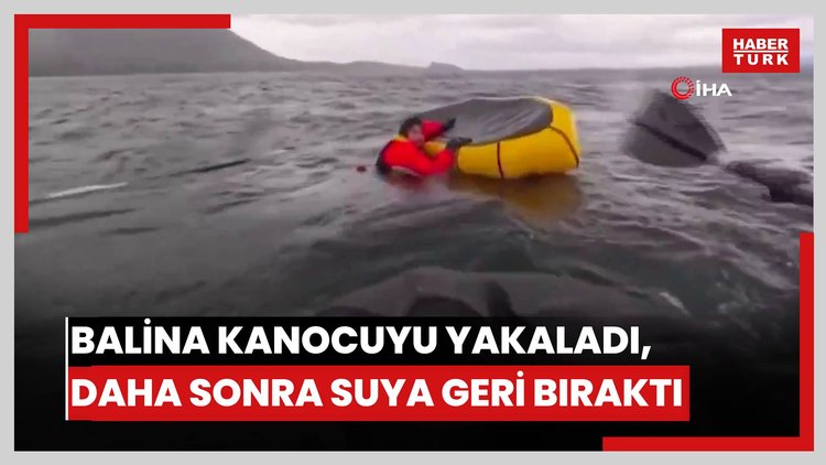 Şili'de dev balina kanocuyu yakaladı, daha sonra suya geri bıraktı