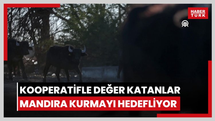 Manda sütüne kooperatifle değer katan kadınlar mandıra kurmayı hedefliyor