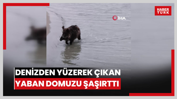 Denizden yüzerek çıkan yaban domuzu şaşırttı