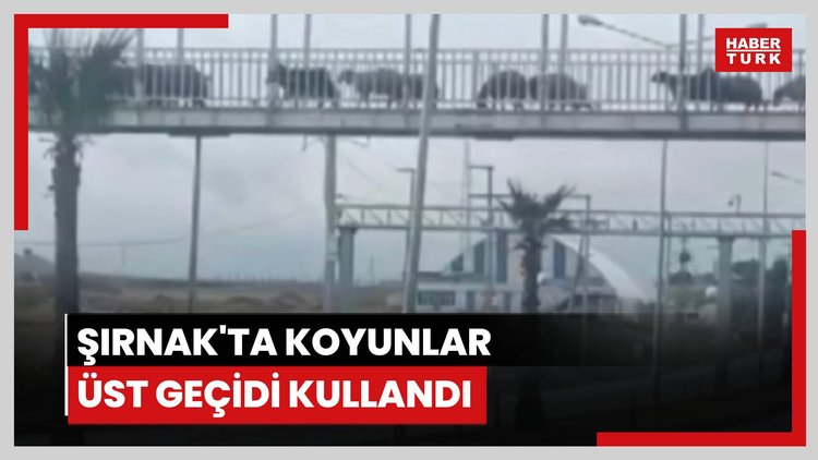 Cizre'de koyunlardan yayalara üst geçit mesajı