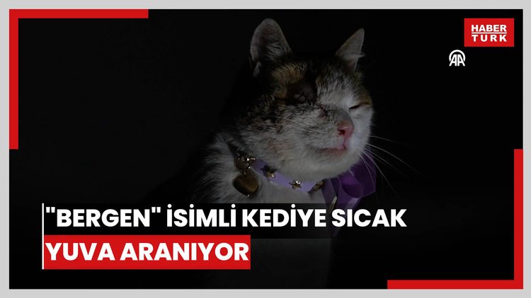 Sokaktan kurtarılan "Bergen" isimli kediye sıcak yuva aranıyor