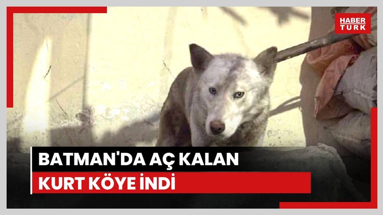 Batman'da aç kalan kurt köye inerek tavuklara saldırdı