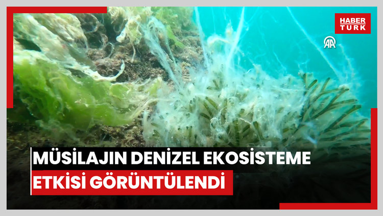 Büyükada ve Sivriadada müsilajın denizel ekosisteme etkisi görüntülendi