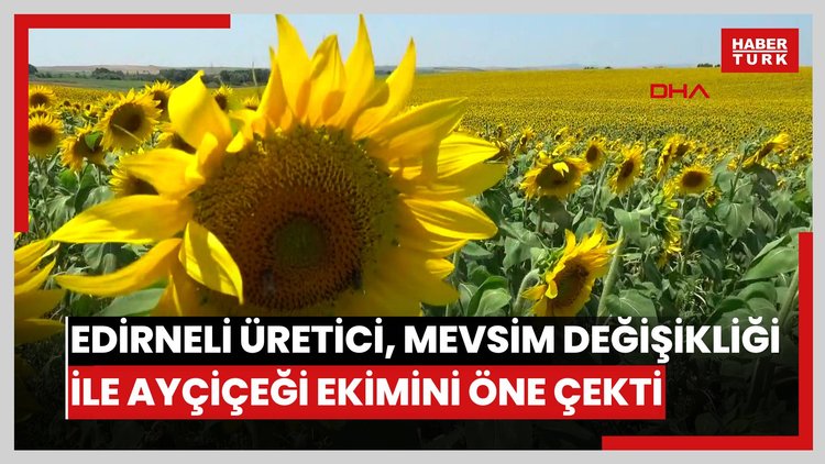Edirneli üretici, mevsim değişikliği ile ayçiçeği ekimini öne çekti