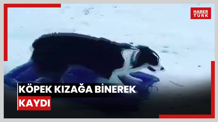 Samsun'da köpek kızağa binerek kaydı
