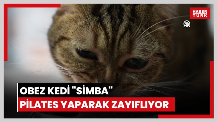 Obez kedi "Simba" pilates yaparak zayıflıyor