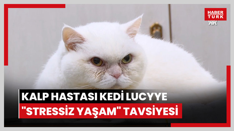 Kalp hastası kedi Lucyye "stressiz yaşam" tavsiyesi
