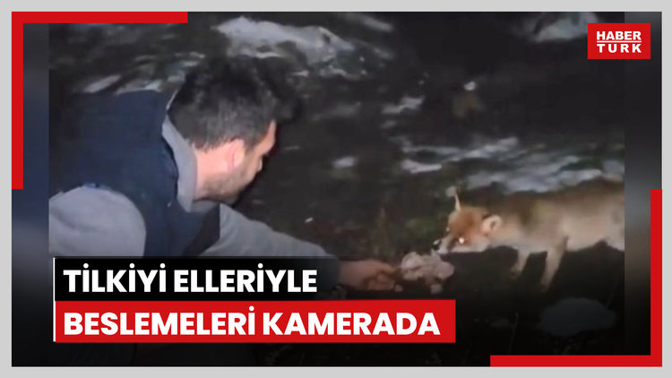 Tilkiyi elleriyle beslemeleri kamerada