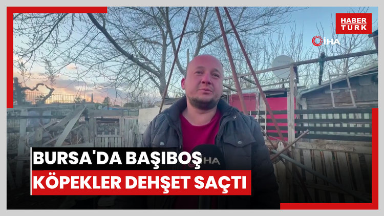 Bursa'da başıboş köpekler dehşet saçtı: 35 koyun ve tavuğu parçaladı