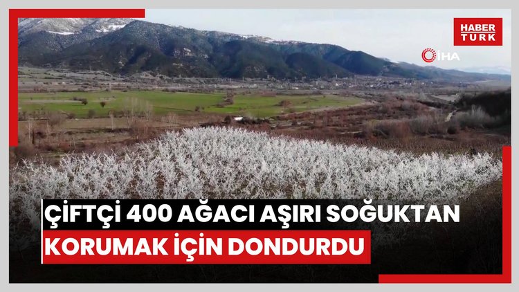 Amasyalı çiftçi 400 ağacı aşırı soğuktan korumak için dondurdu, görenler şaştı kaldı