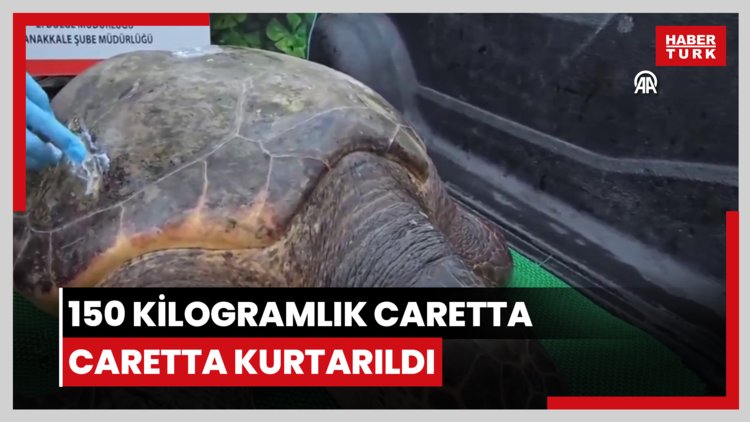 Yat limanına giren 150 kilogramlık caretta caretta kurtarıldı