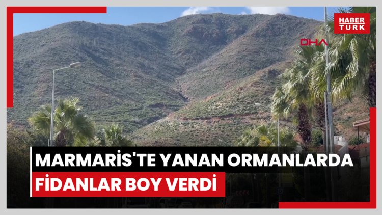 Marmaris'te yanan ormanlarda fidanlar boy verdi