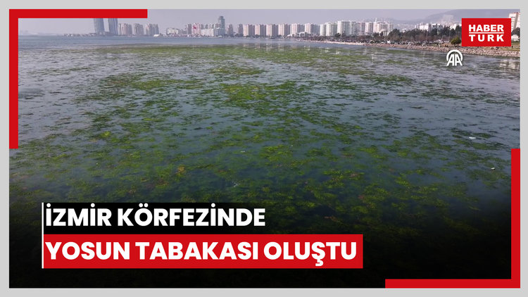 İzmir Körfezinde kıyıya yakın noktalarda yosun tabakası oluştu