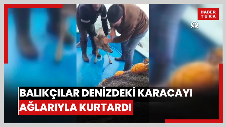 Hopalı balıkçılar denizdeki karacayı ağlarıyla kurtardı