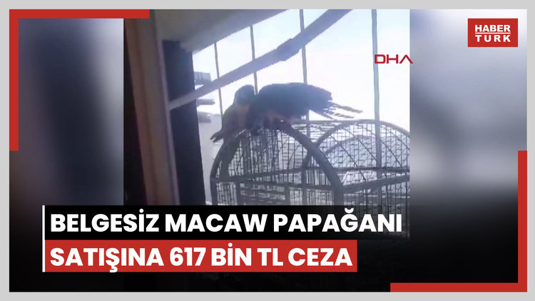 Belgesiz Macaw papağanı satışına 617 bin TL ceza