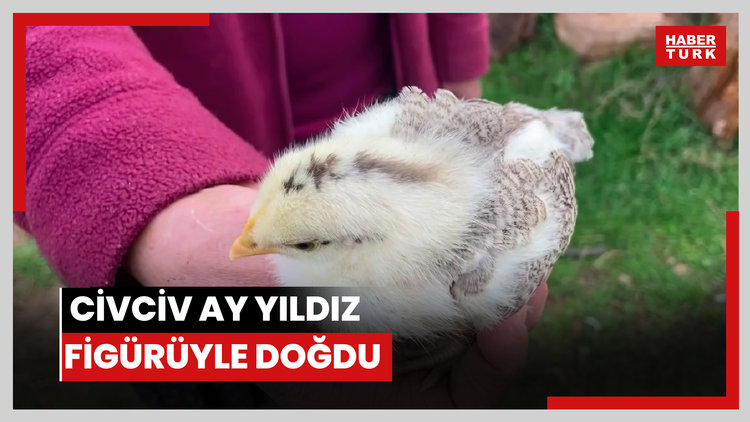 Görenleri şaşırttı: Civciv ay yıldız figürüyle doğdu