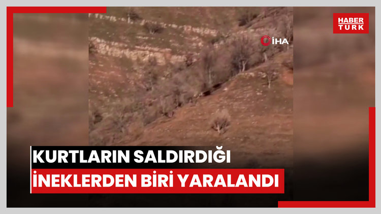 Derecik'te kurtların saldırdığı ineklerden biri yaralandı