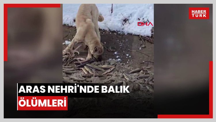Aras Nehri'nde balık ölümleri