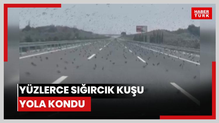 İzmir otobanında sürücüleri şaşırtan görüntü: Yüzlerce sığırcık kuşu yola kondu
