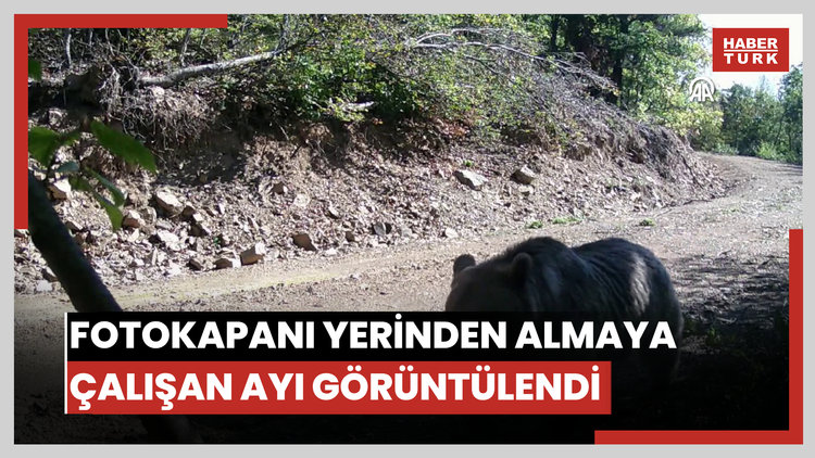 Fotokapanı yerinden almaya çalışan ayı görüntülendi