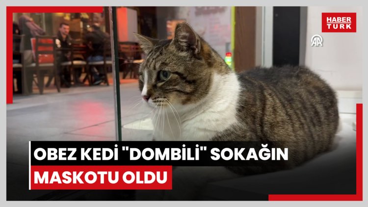 Obez kedi "Dombili" sokağın maskotu oldu