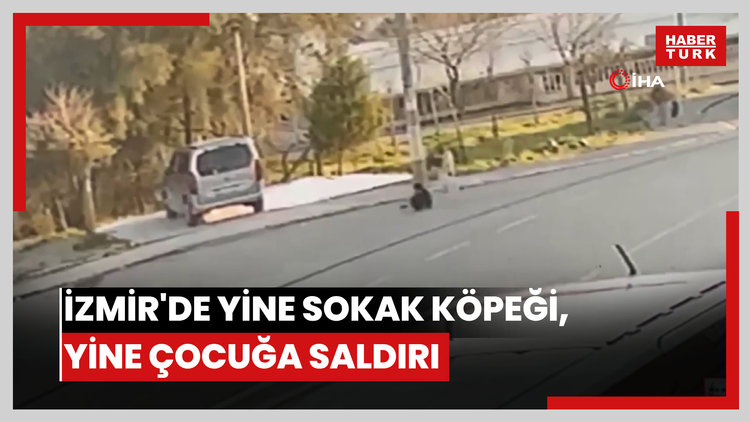 İzmir'de yine sokak köpeği, yine çocuğa saldırı...O anlar kamerada