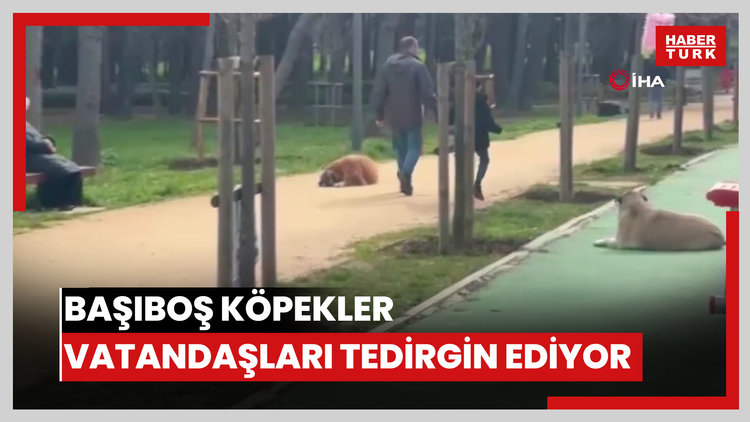 Florya Atatürk Ormanı'nda başı boş köpekler vatandaşları tedirgin ediyor