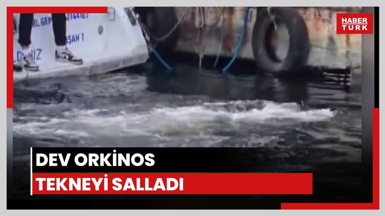 Dev orkinos tekneyi salladı