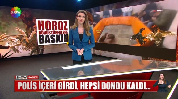 Horoz dövüşüne polis baskını! 