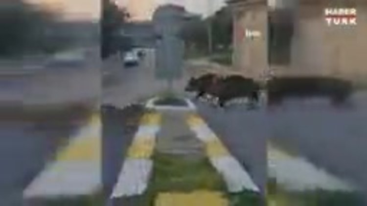 Şehre inen domuz sürüsünün rahatlığı şaşırttı