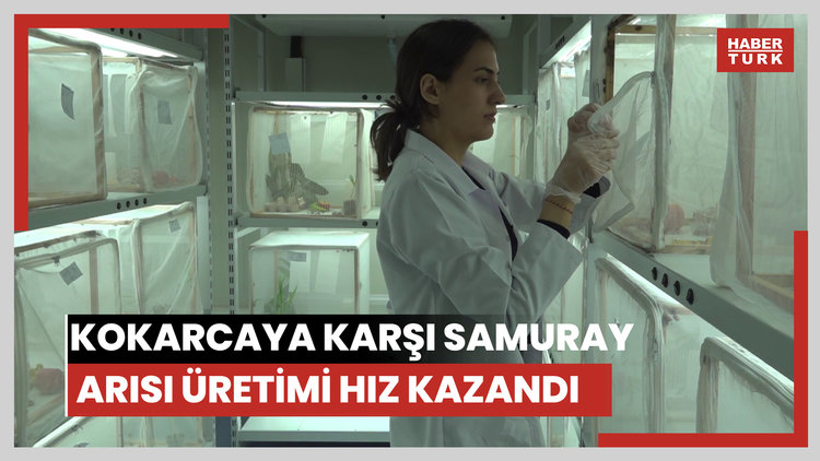 Kahverengi kokarcaya karşı samuray arısı üretimi hız kazandı