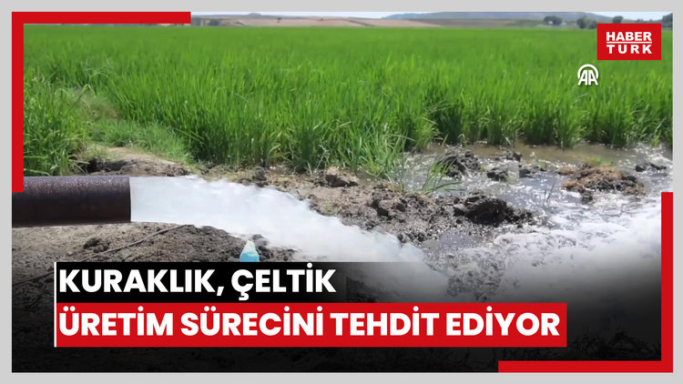 Kuraklık, çeltik üretimini tehdit ediyor