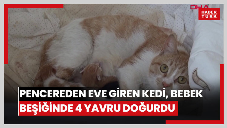 Pencereden eve giren kedi, bebek beşiğinde 4 yavru doğurdu