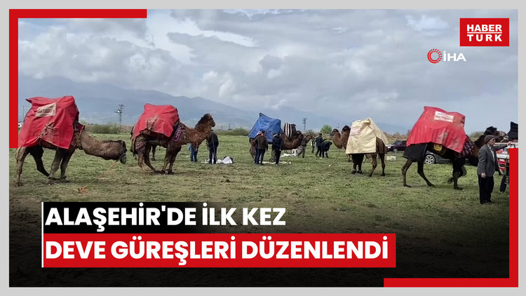 Alaşehir'de ilk kez deve güreşleri düzenlendi