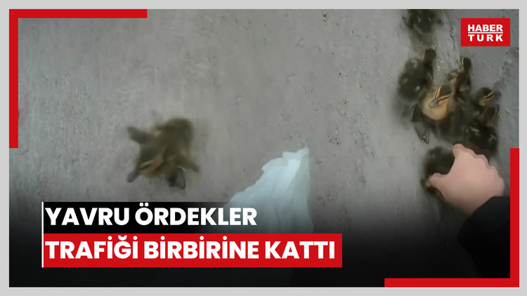 Yavru ördekler trafiği birbirine kattı