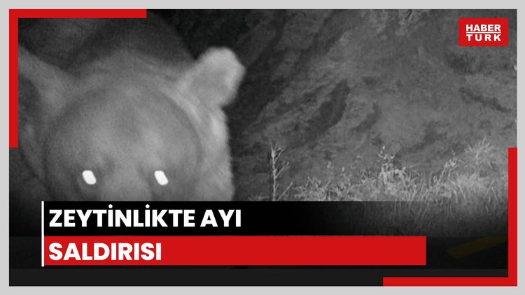 Zeytinlikte ayı saldırdı