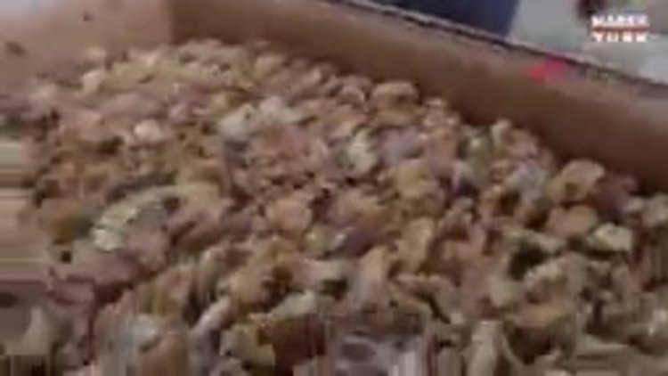 Şanlıurfa'da, 11 ton kurtlanmış ceviz içi ele geçti