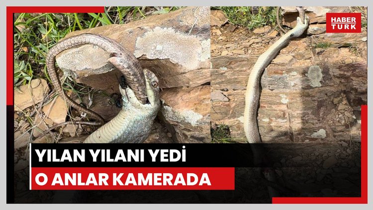Yılan yılanı yedi