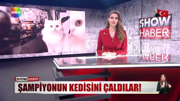 Şampiyonun kedisini çaldılar!